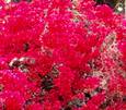 Bougainvillea