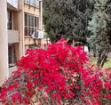 Bougainvillea near Meir's place.