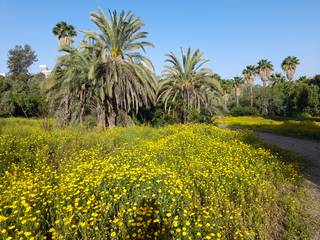 Field of yellow flowers and palms